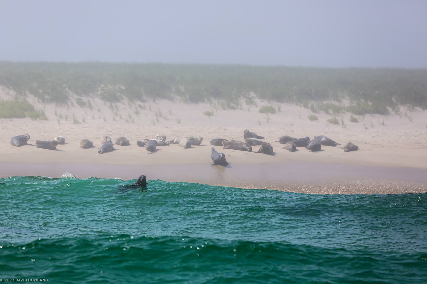 A photo of a seal floating in the waves at Monomoy Point with a larger group of seals lying on the beach in the background.