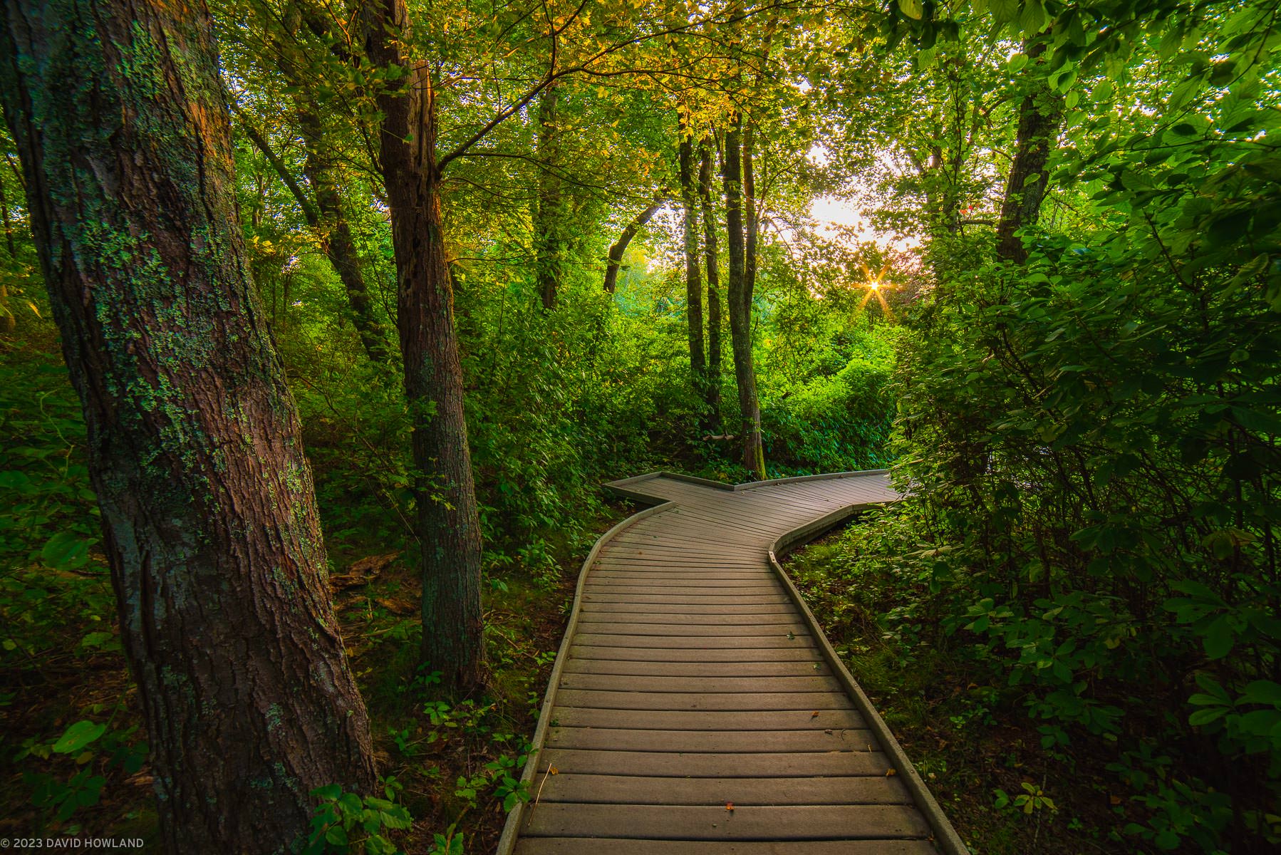 A photo of golden afternoon light illuminating the dense forest over a boardwalk on the Red Maple Swamp Trail in the Cape Cod National Seashore