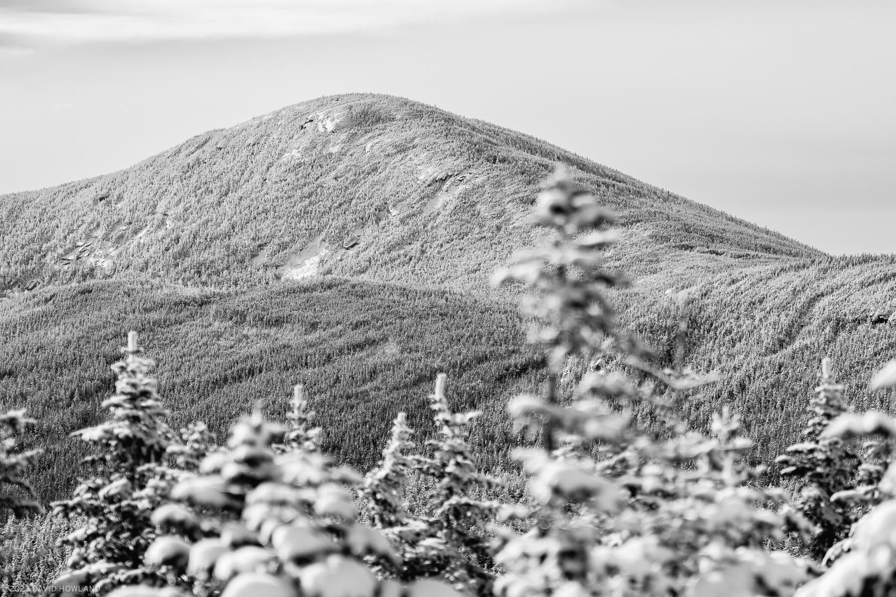 A black and white photo of the peak of North Kinsman Mountain covered in snow and framed by out of focus snow covered pine trees.