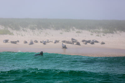A photo of a seal floating in the waves at Monomoy Point with a larger group of seals lying on the beach in the background.